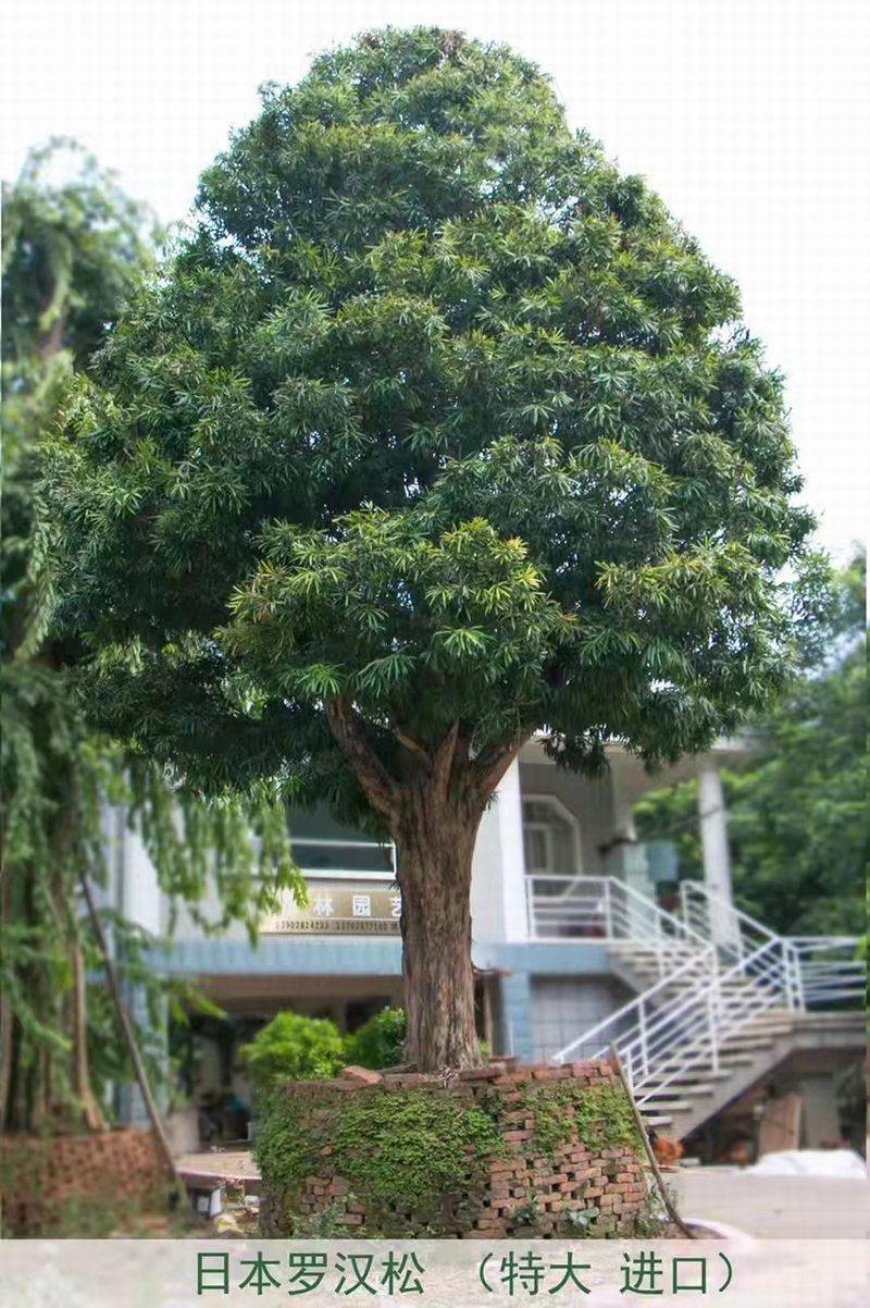 日本羅漢松