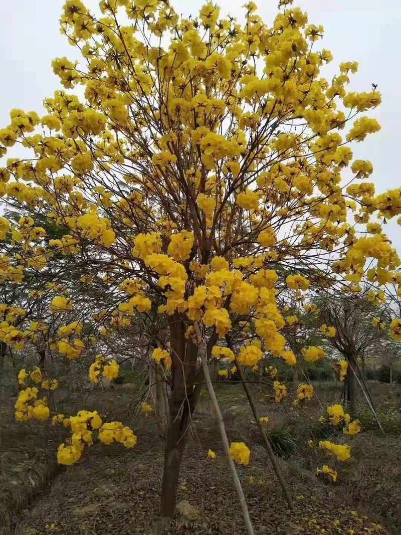 黃花風鈴